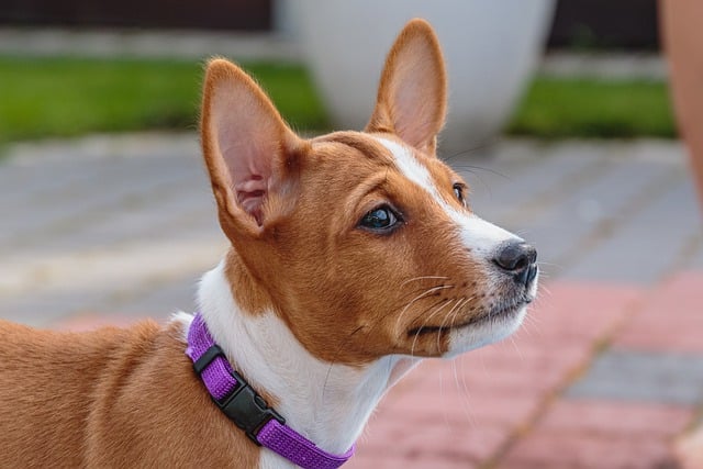 Basenji-7619688_640
