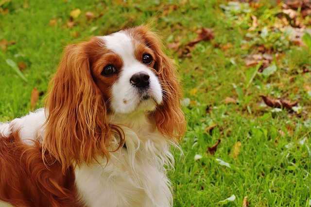 Cavalier King Charles Spaniel-1611026_640