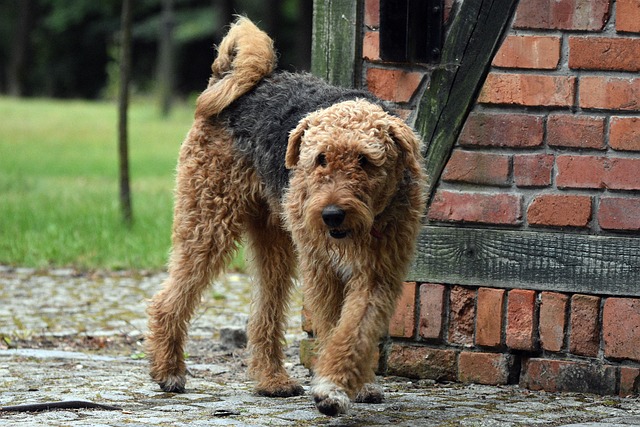 airedale-terrier-6582943_640