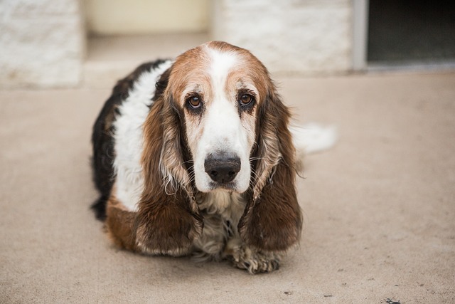 basset-hound-3858172_640