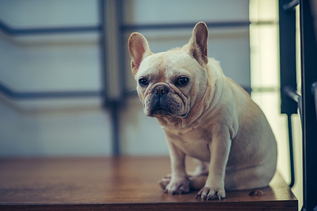 bulldog-francés-3545757_640