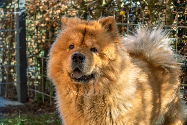 chow-chow-4967027_640