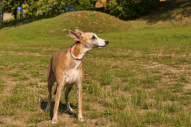 english-greyhound-7461499_640