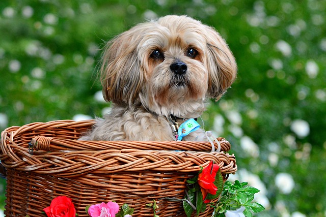 lhasa-apso-4247743_640