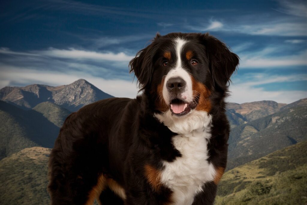 perro Boyero de Berna