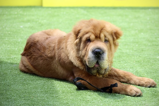 shar-pei-5256832_640
