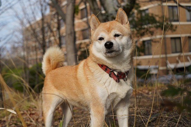 shiba-inu-7226742_640