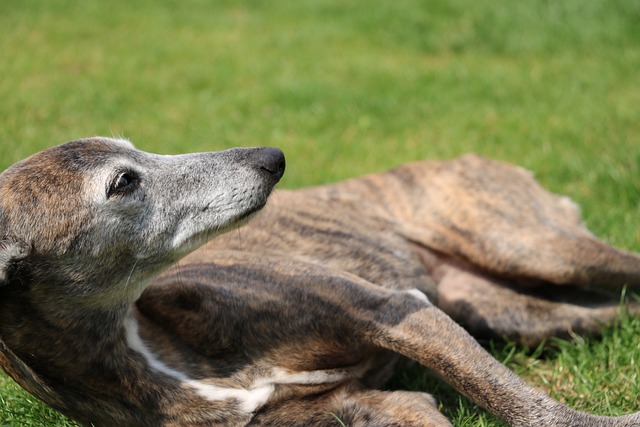 whippet-4208060_640