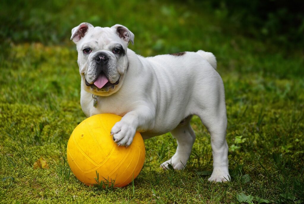 Perro sano