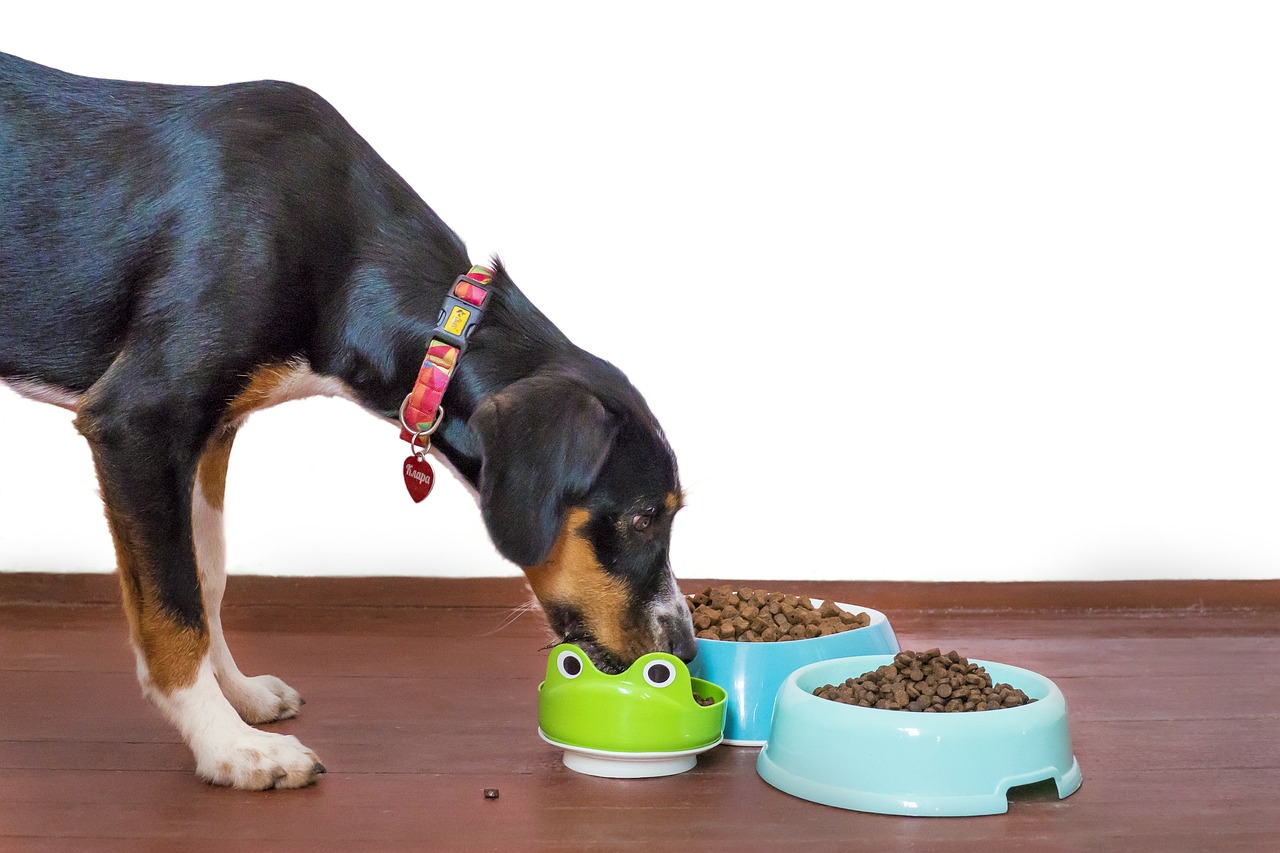 comida seca y humeda perros