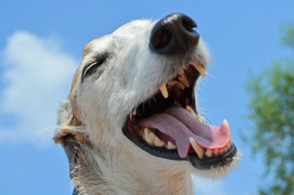dientes perro
