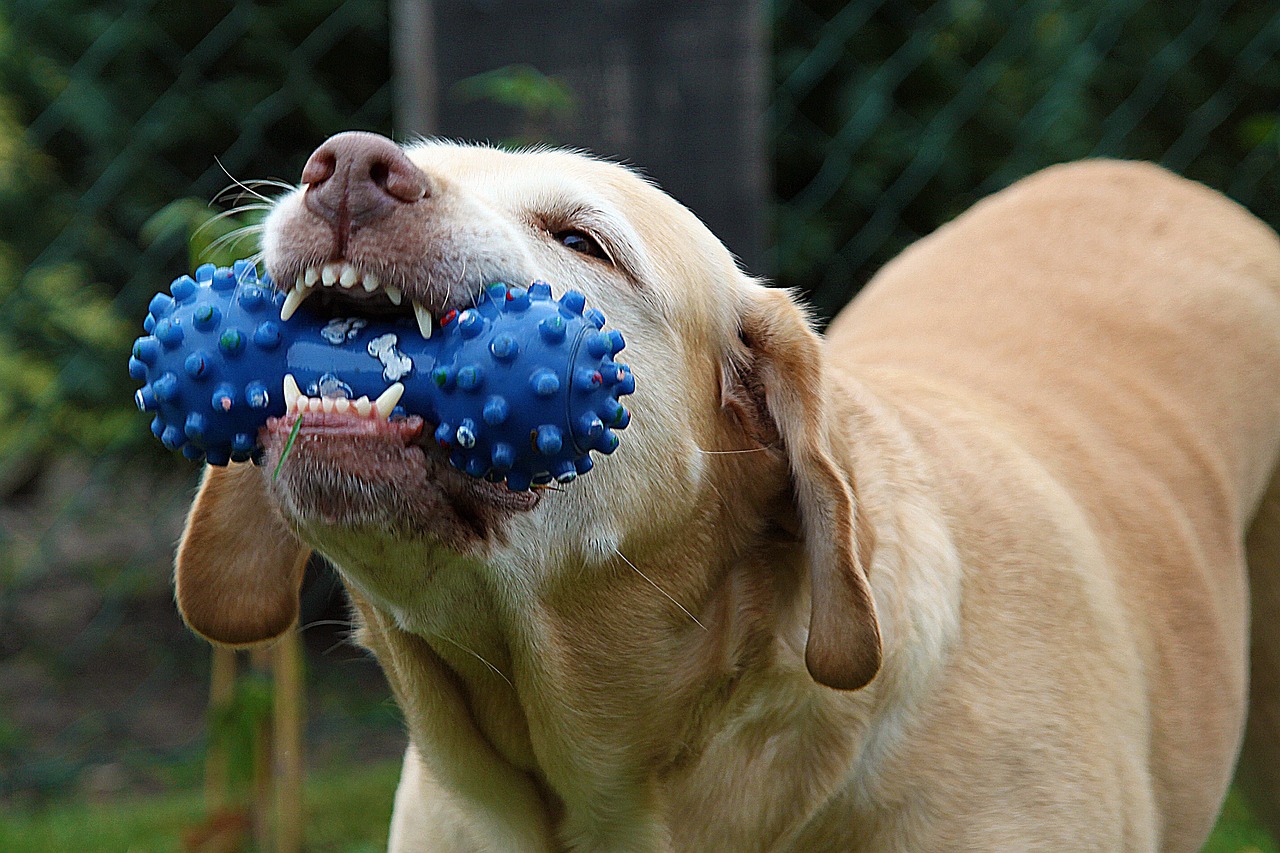 juguete-chillon-perro