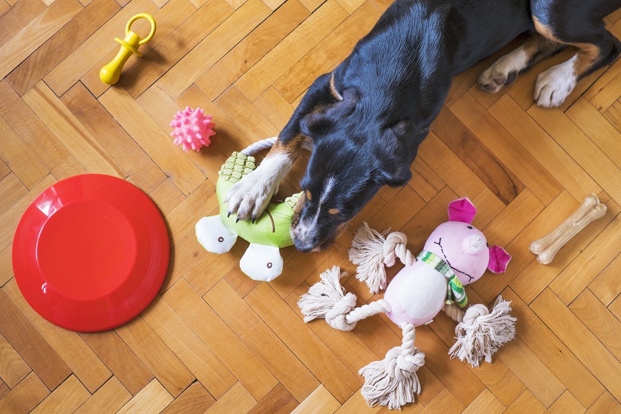 masticación destructiva perros