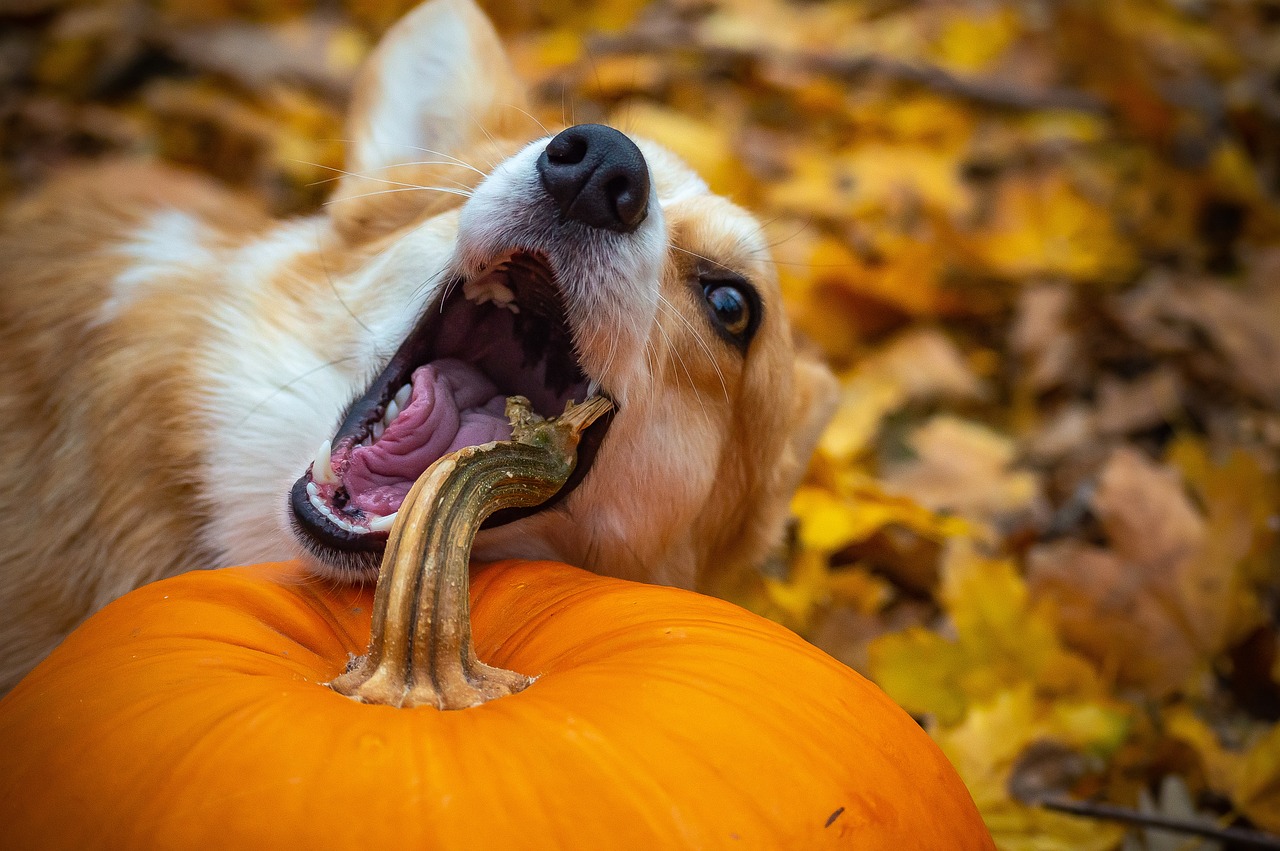 perro calabaza