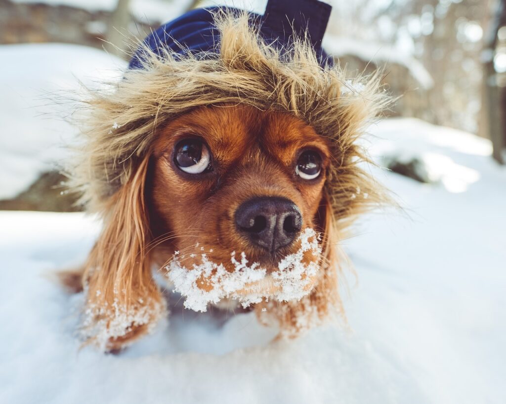 perro chic en invierno