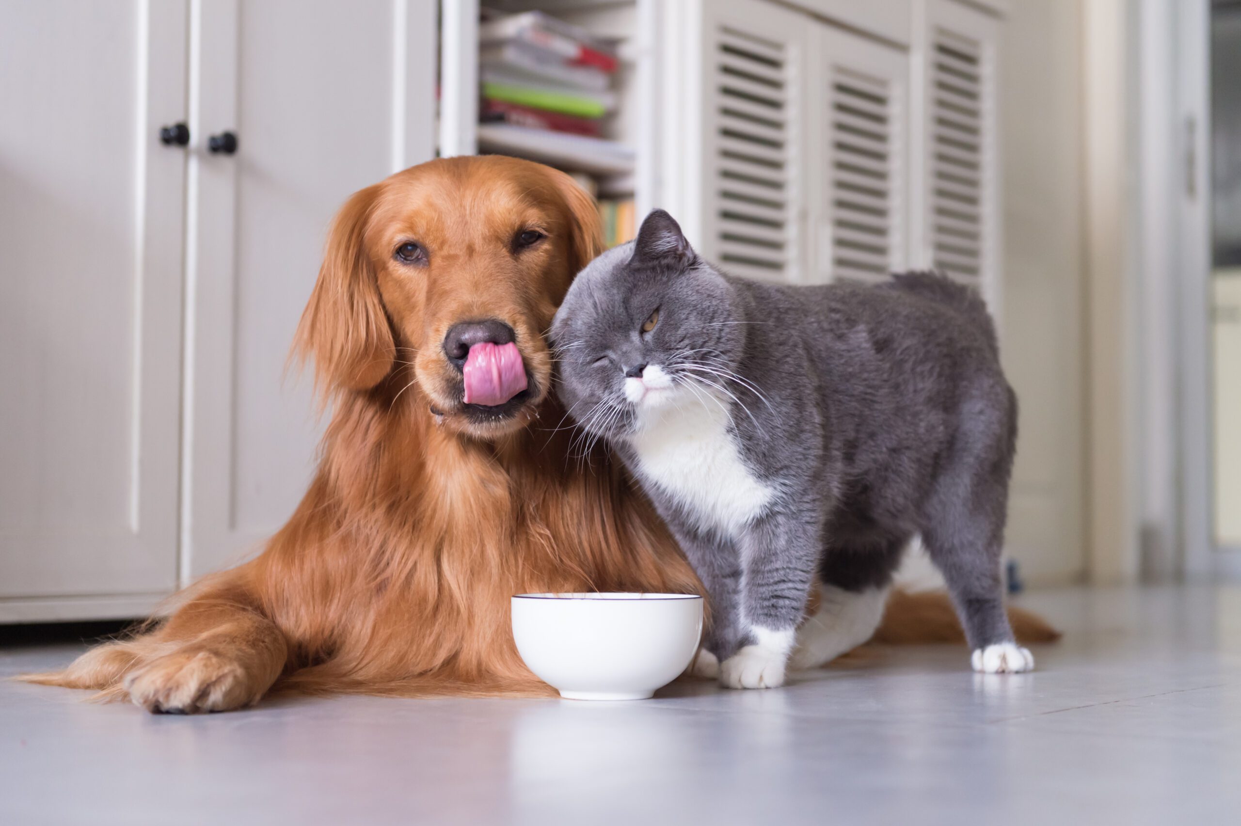 perro comida de gato