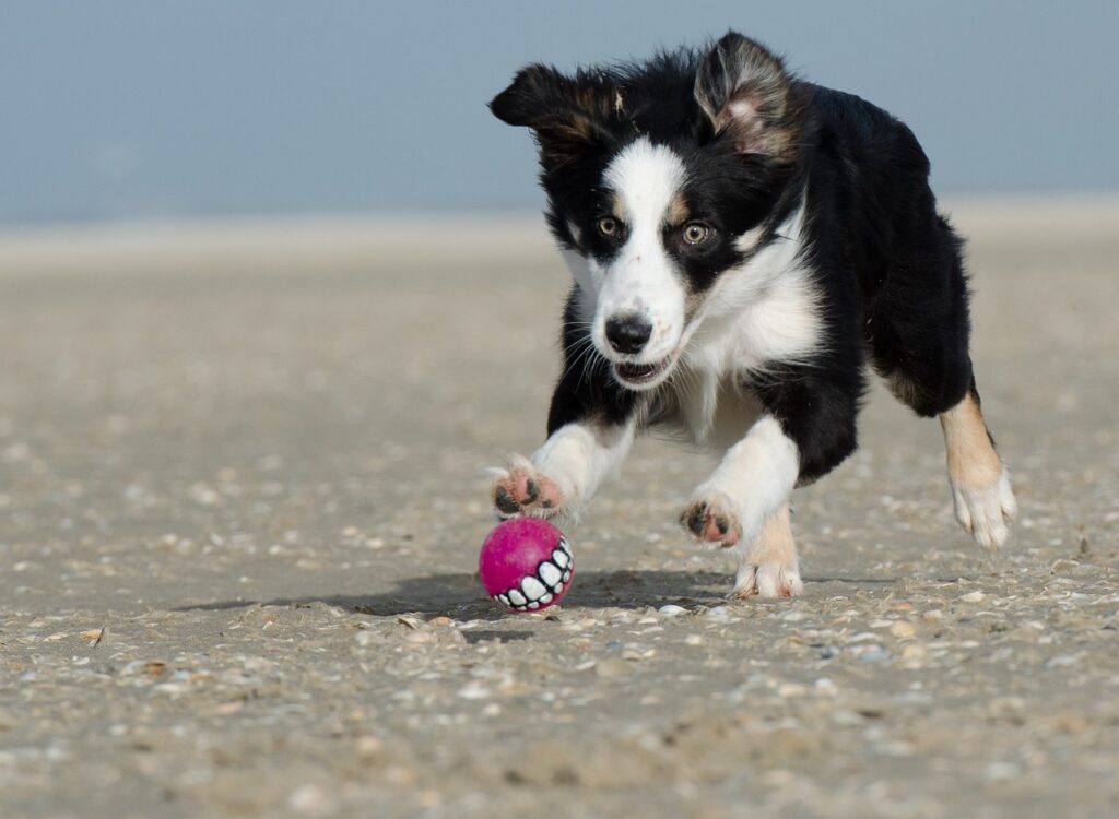 perro con pelota