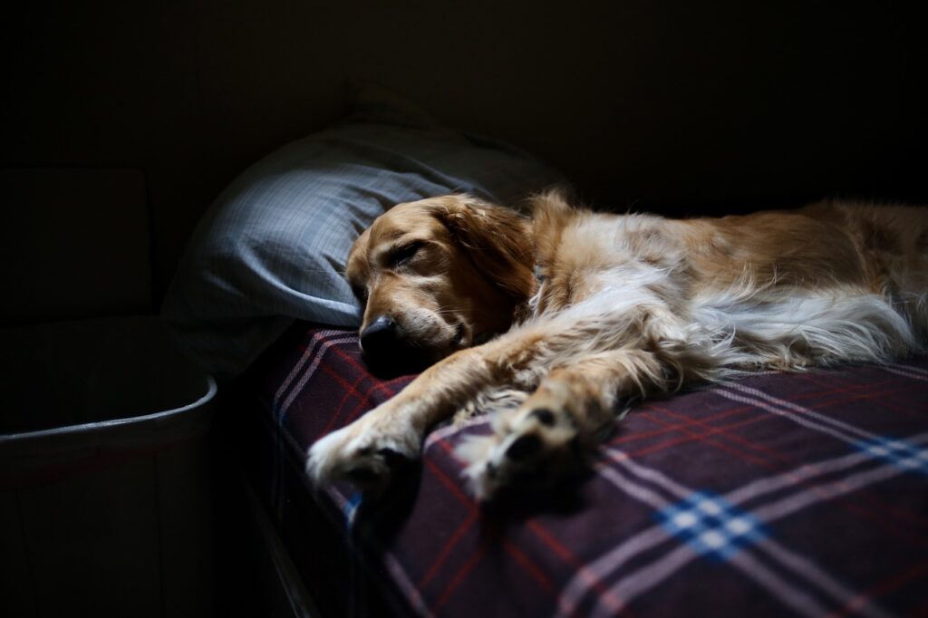 perro en la cama