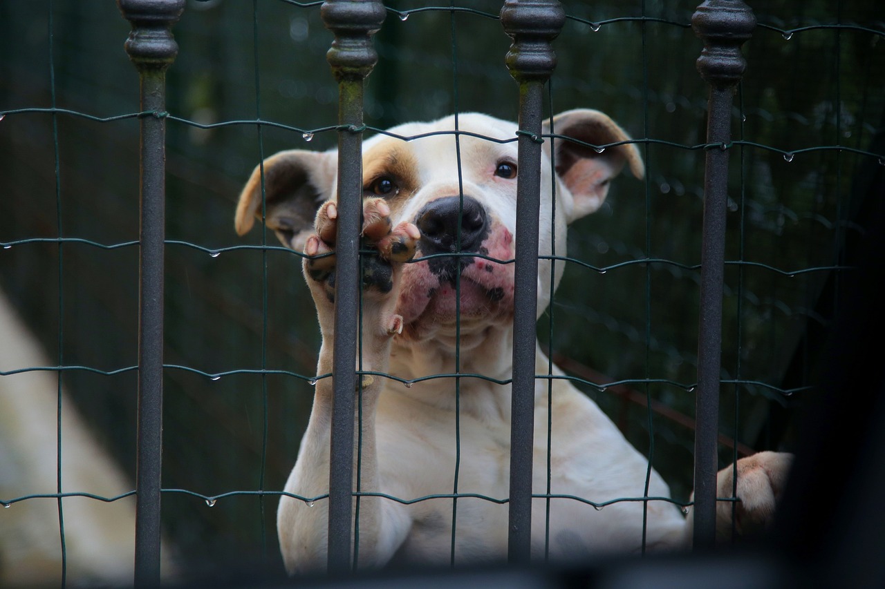 perro enjaulado