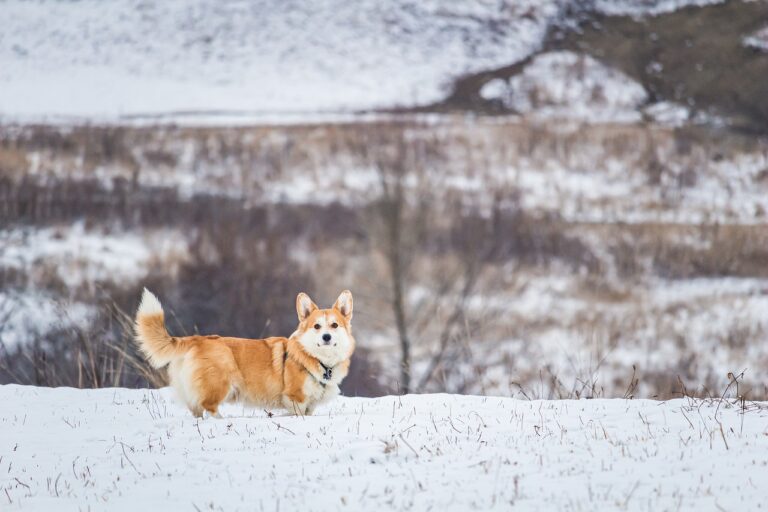 perro invierno