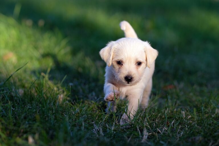 perro pequeño