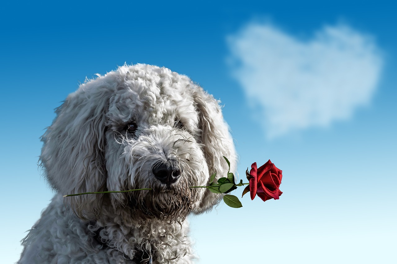 perro san valentin