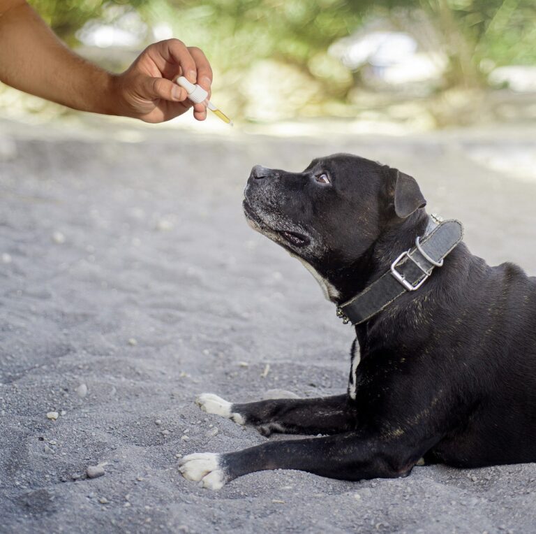 perro vitaminas