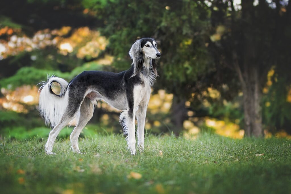 perros años humanos