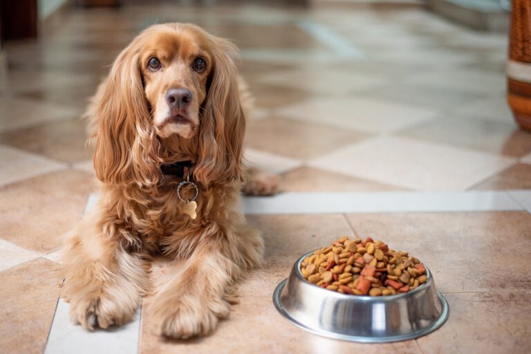 alimentacion perros