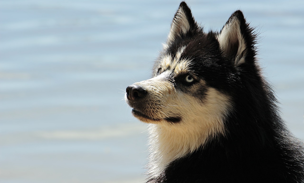 aliviar picazón perro