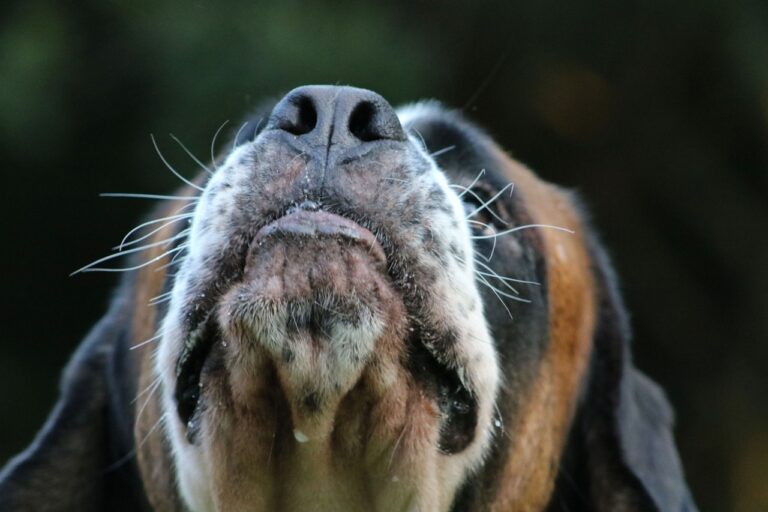 bigote perro