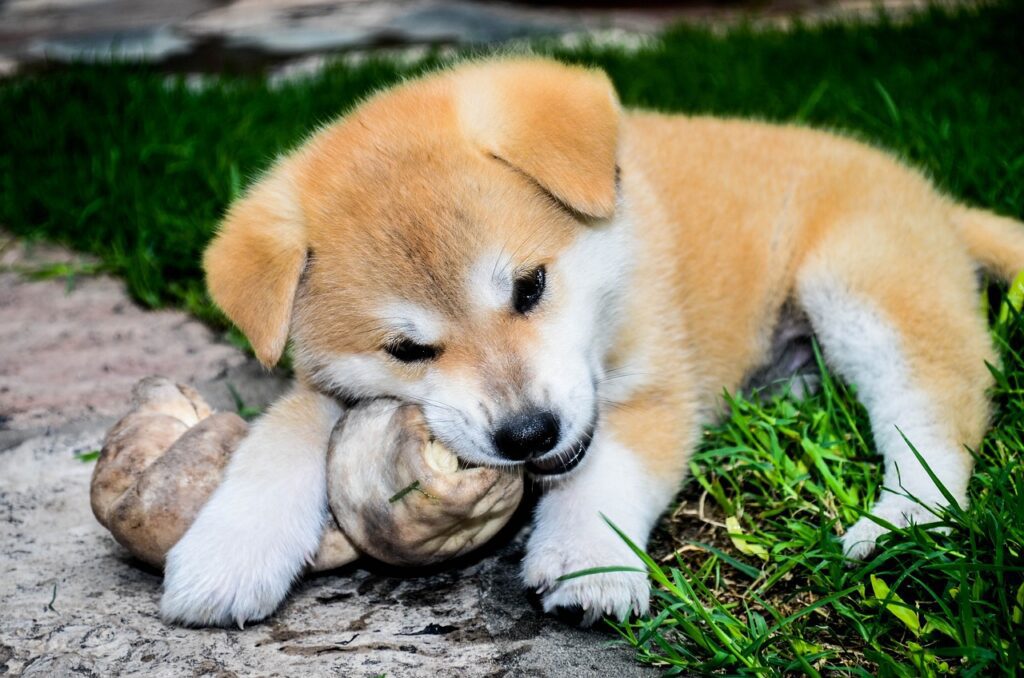 comida cachorros perro