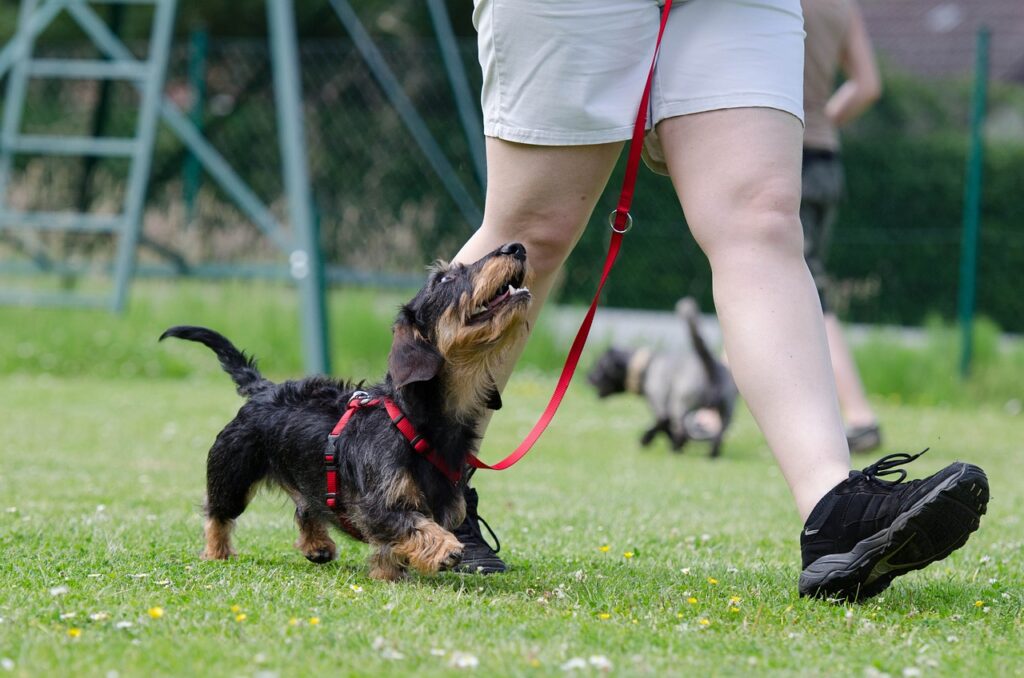 entrenar perro