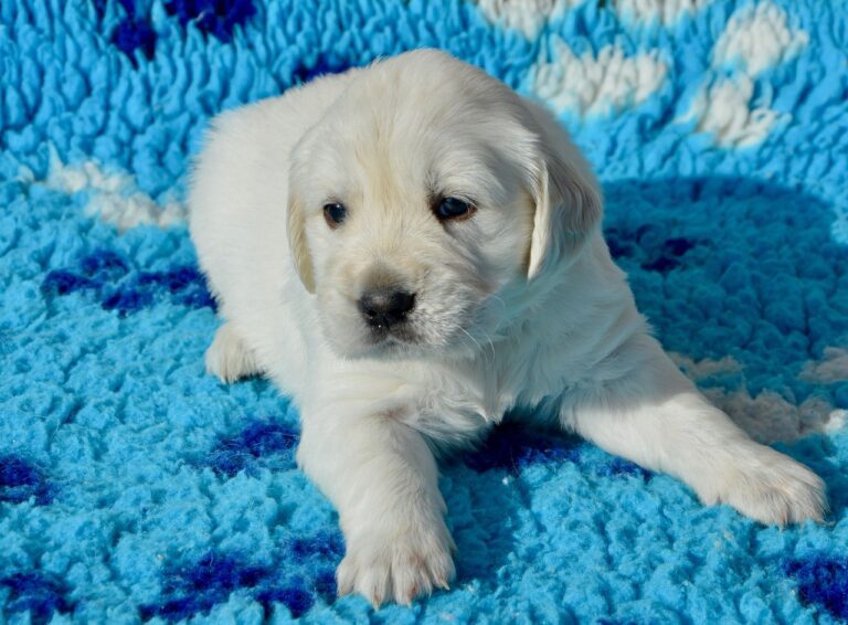 golden retriever cachorro