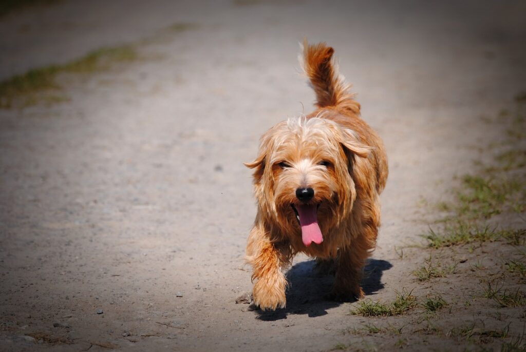 golpe calor perros