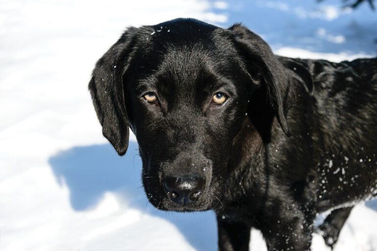 labrador negro