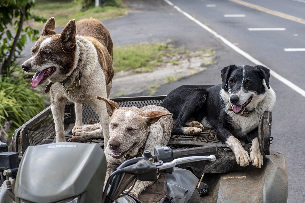 mejores nombres para perros