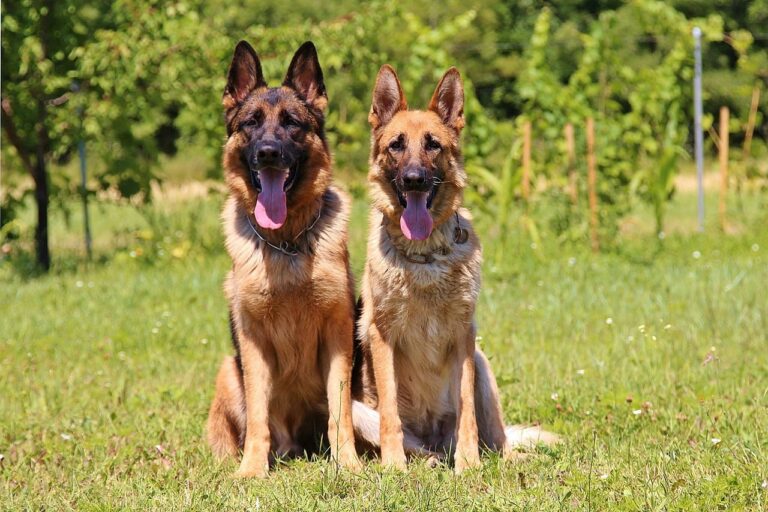 nombres alemanes para perros