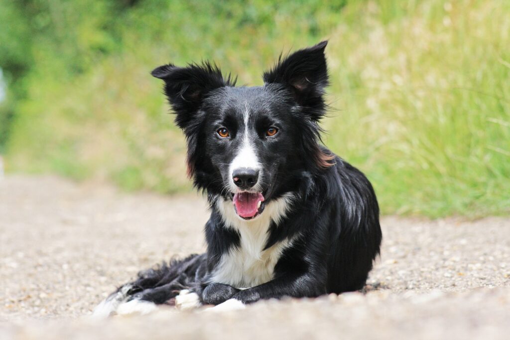 nombres border collie