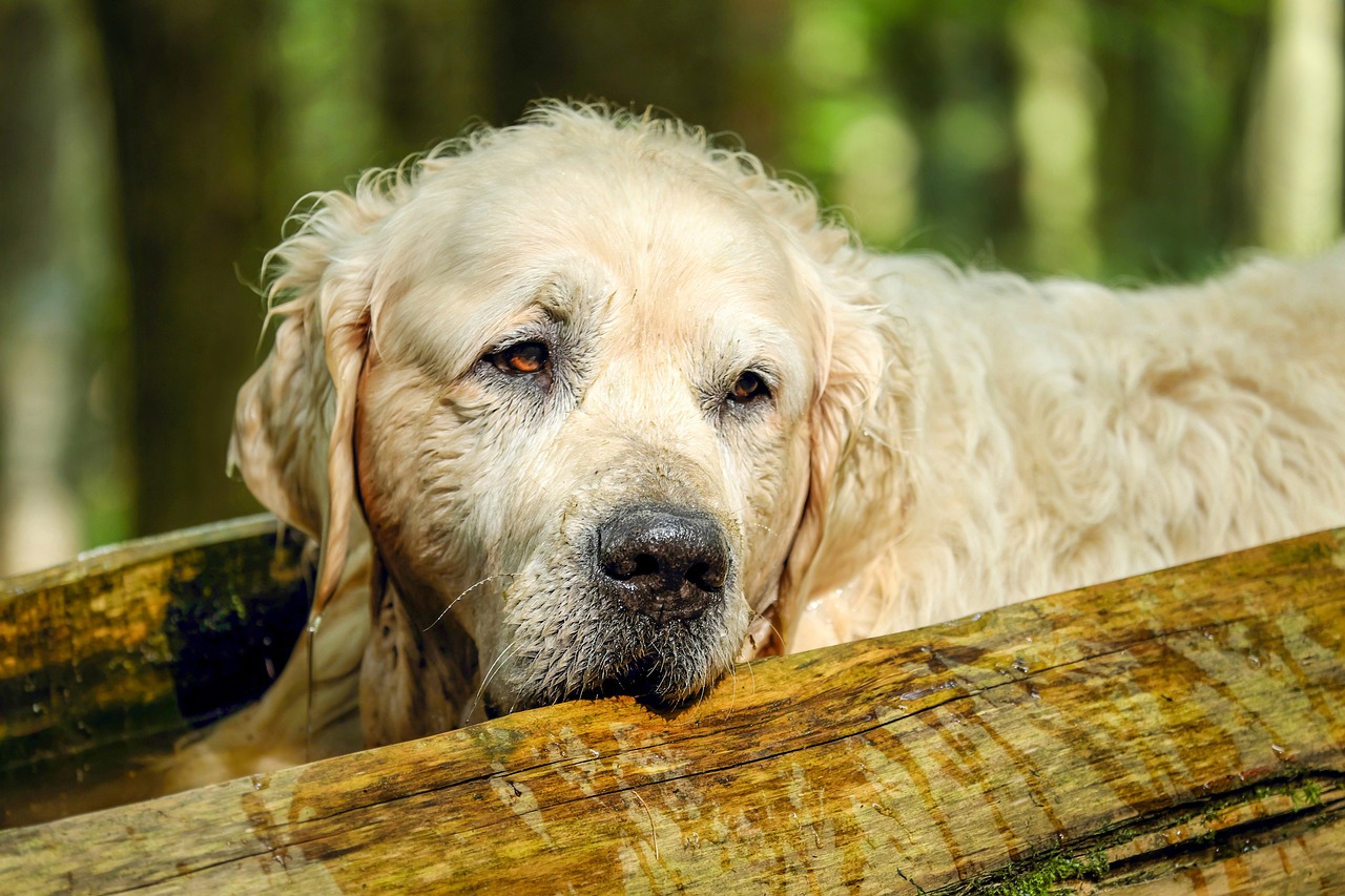 nombres humanos perros