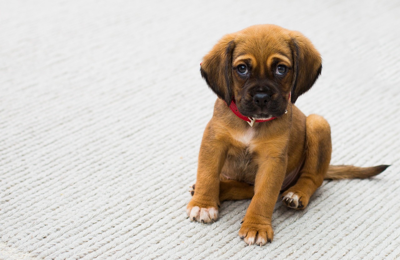 nombres perro en español