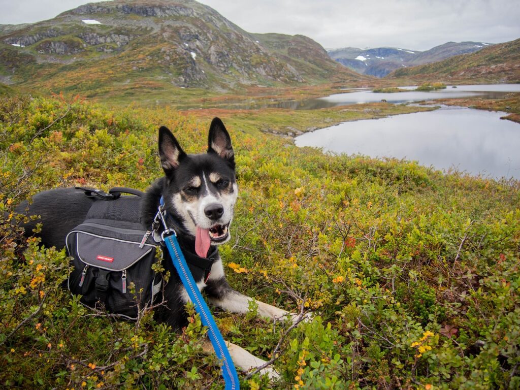 nombres vikingos para perros