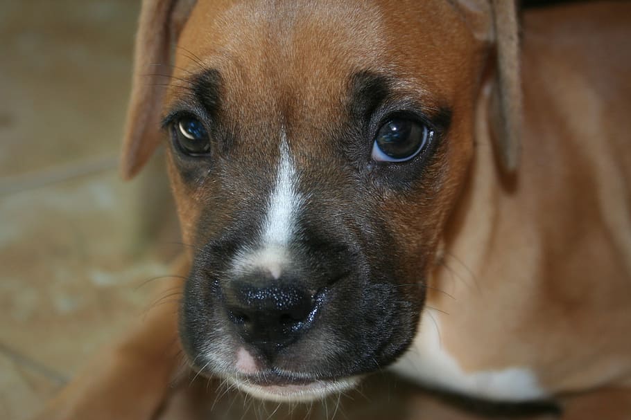 ojo ballena perro