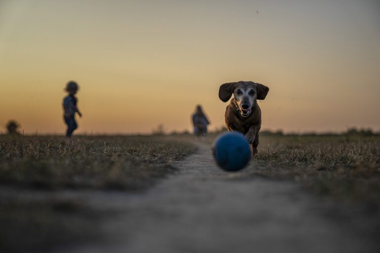 parque perros