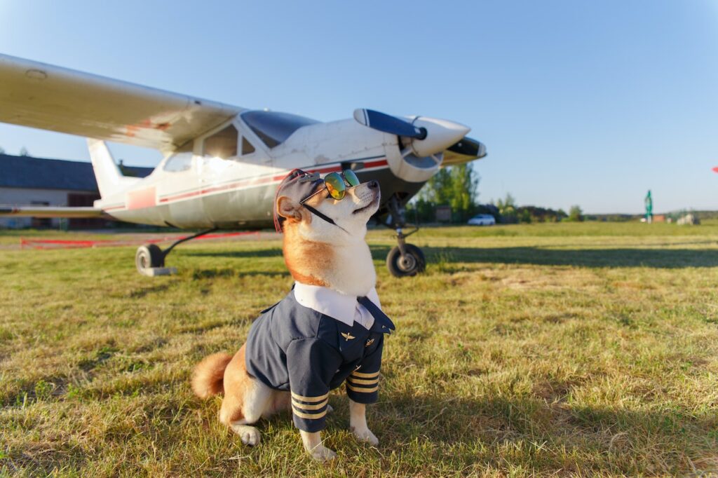 perro avión