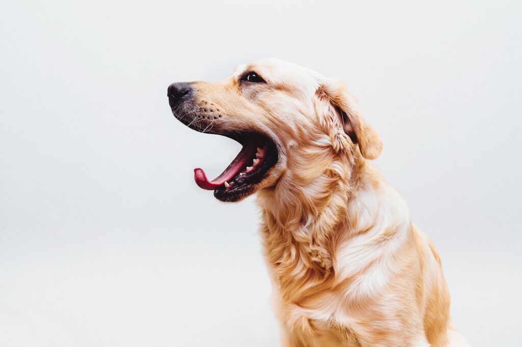 perro bostezando
