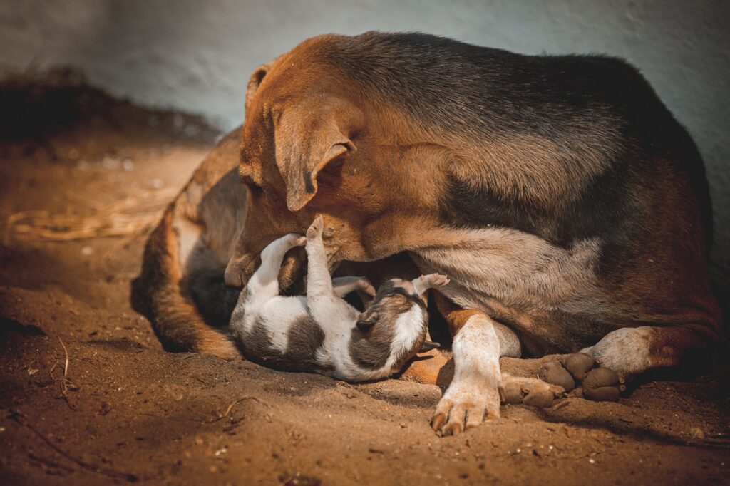 perro cachorro