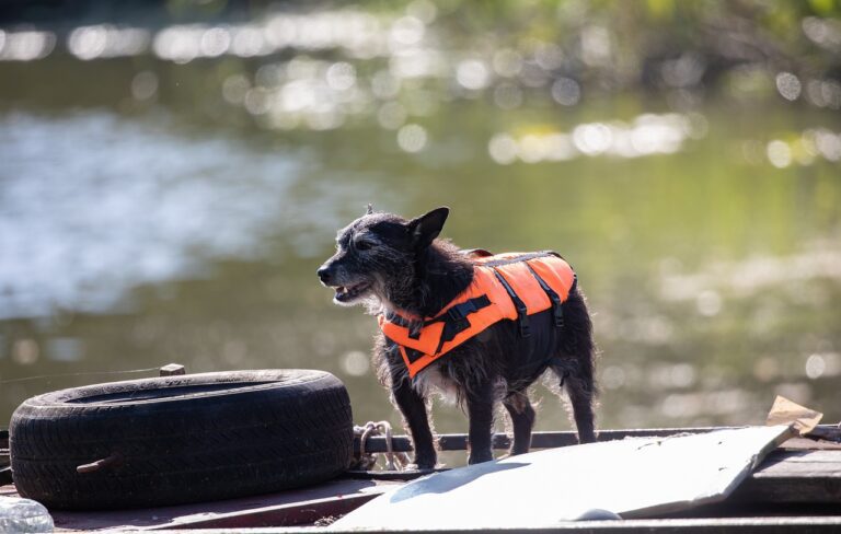 perro chaleco salvavidas