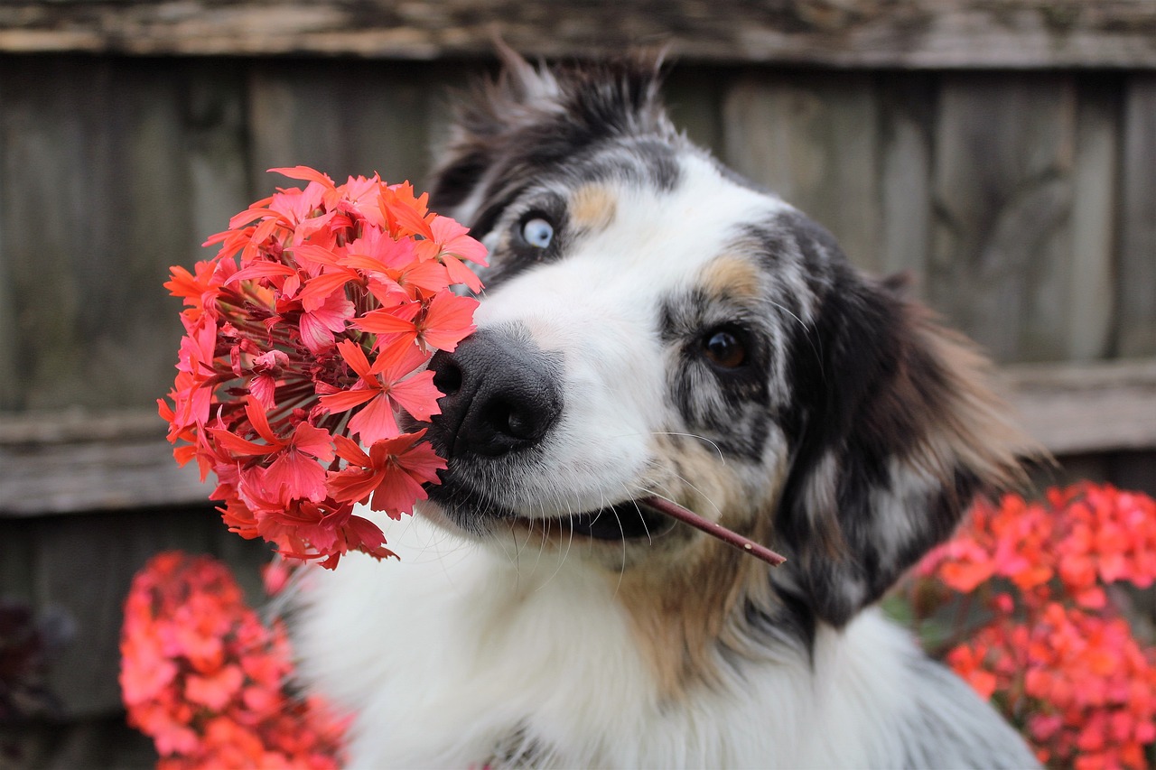 perro con flores