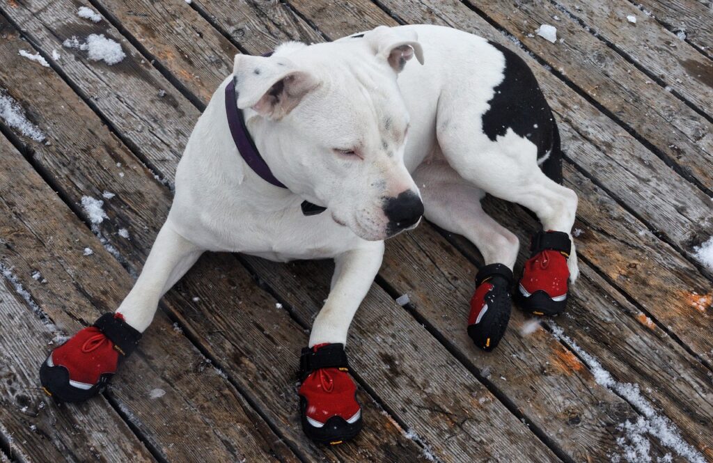 perro con zapatos